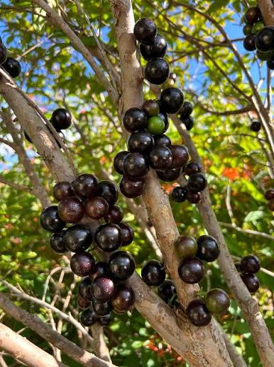 Jabuticaba Plants — Exotic Fruits sapling available at Agro Nursery Garden